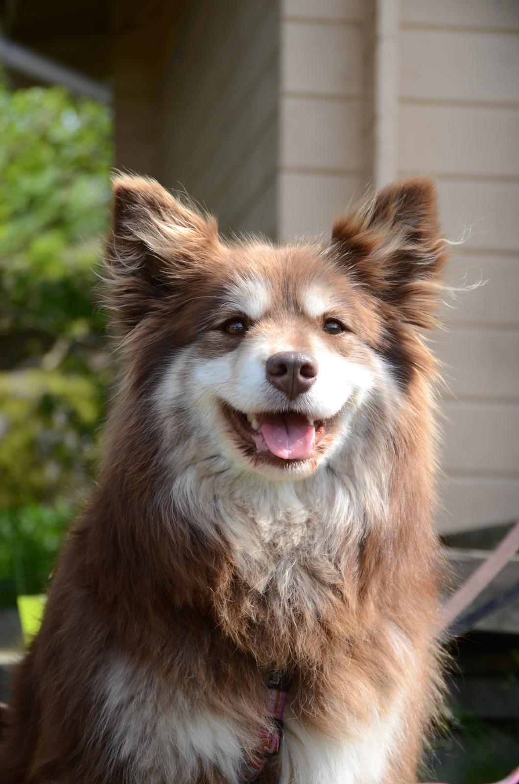 Finsk lapphund Fjällfarmens Qikki billede 8