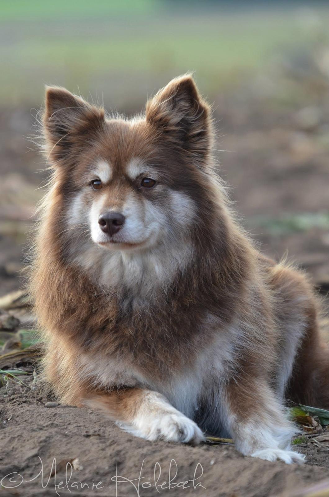 Finsk lapphund Fjällfarmens Qikki billede 2