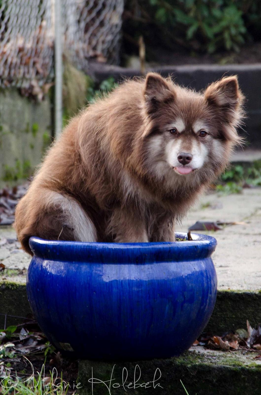 Finsk lapphund Fjällfarmens Qikki - Qira i krukken :p billede 9