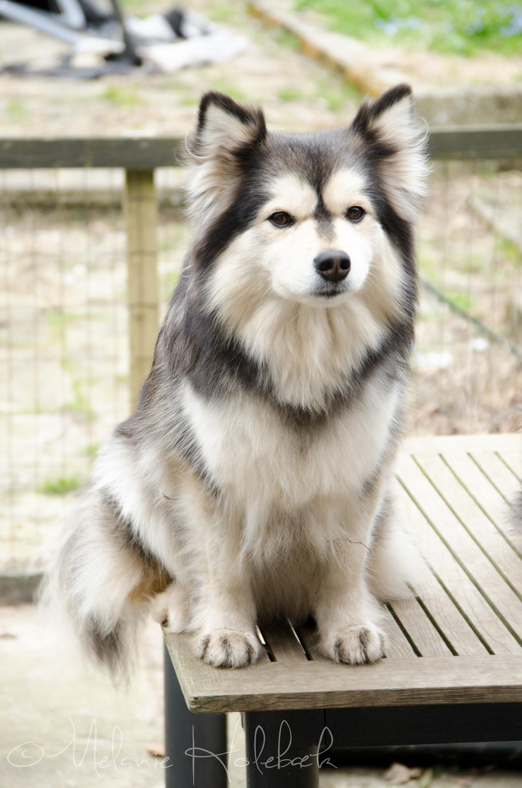 Finsk lapphund DKCH Lapinkaunis Mystique - SMUK! billede 4