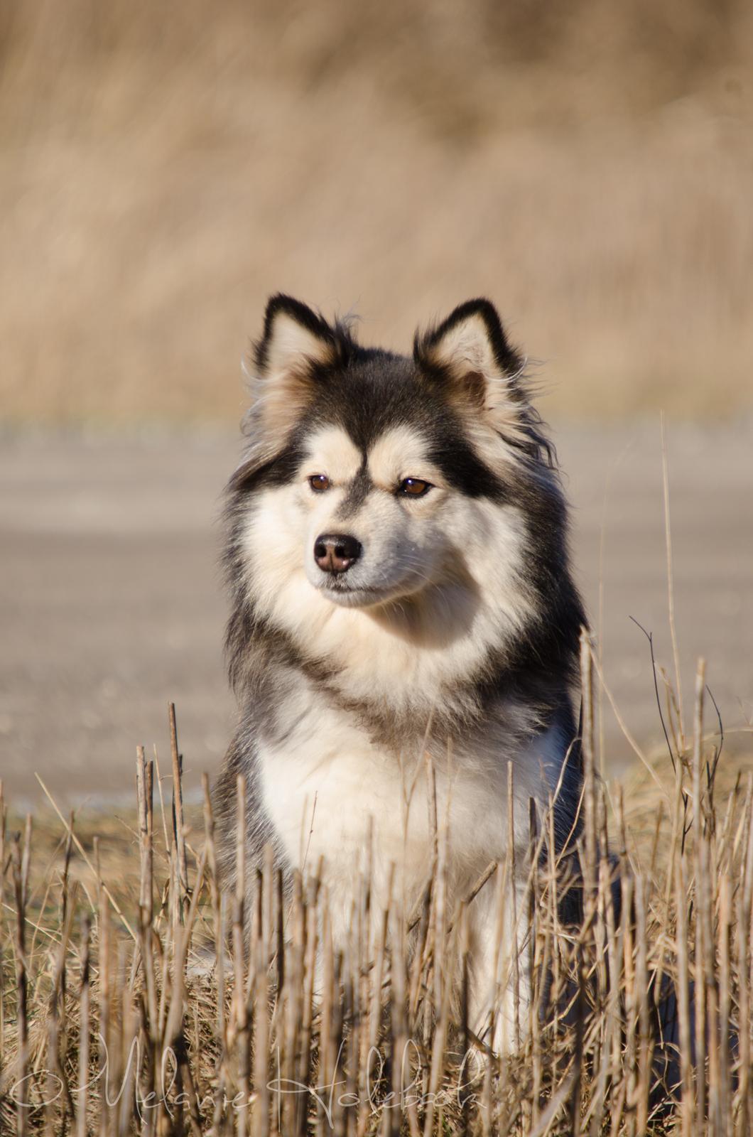 Finsk lapphund DKCH Lapinkaunis Mystique billede 5