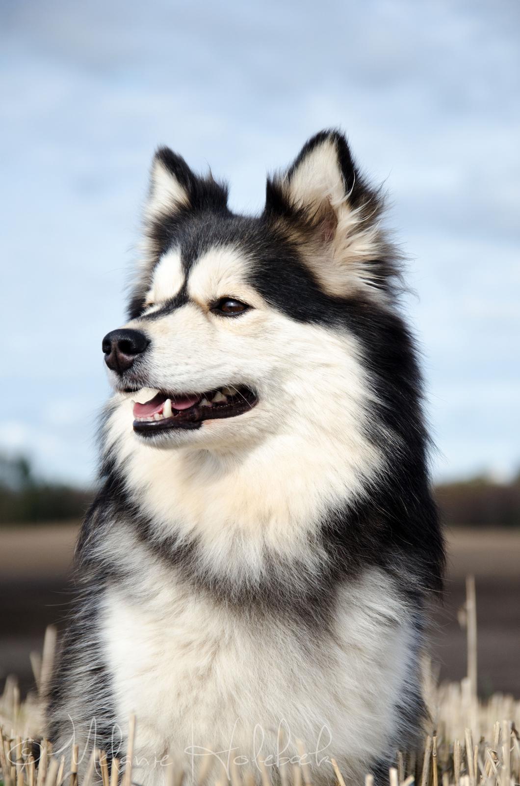 Finsk lapphund DKCH Lapinkaunis Mystique billede 2