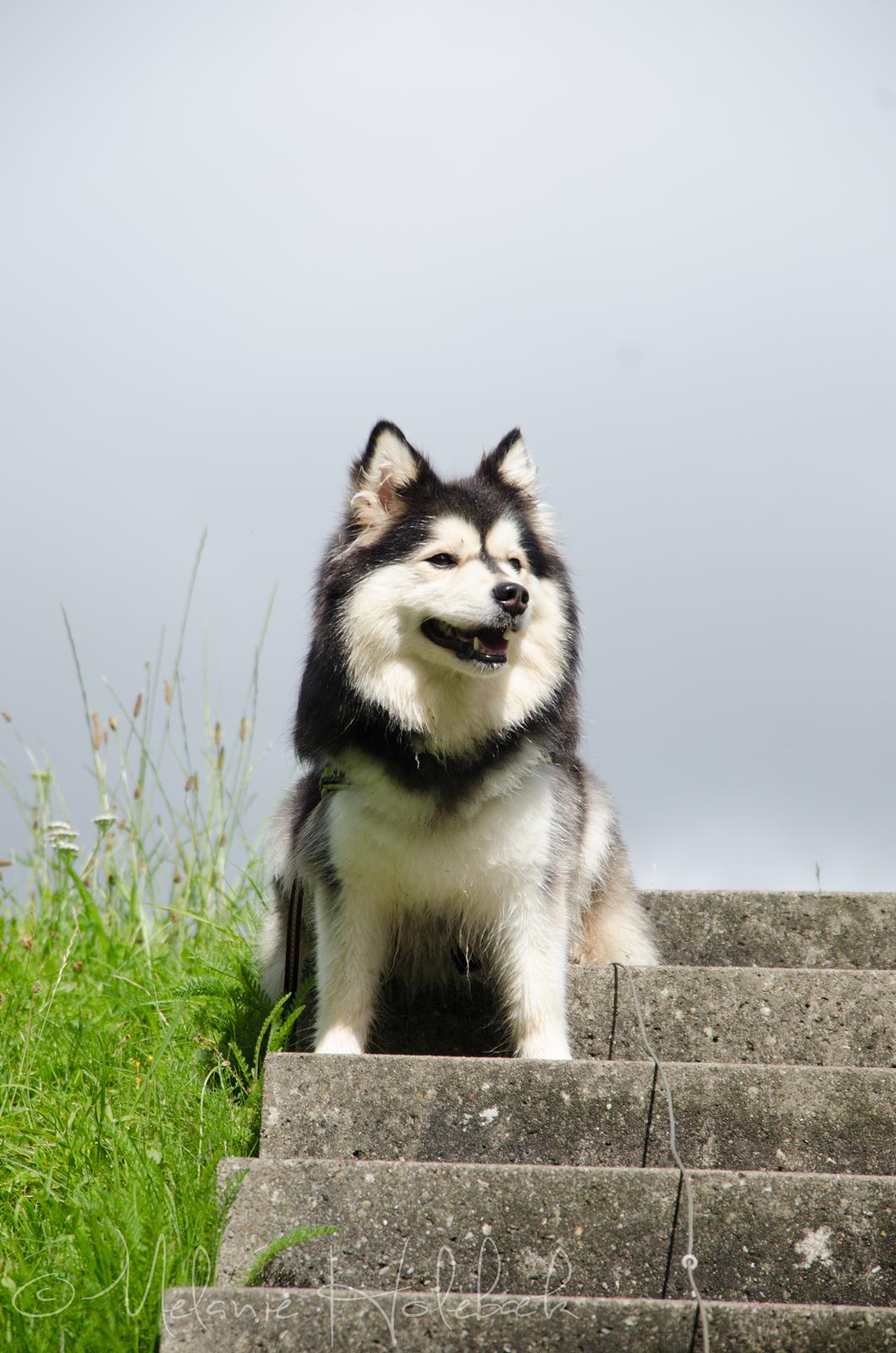 Finsk lapphund DKCH Lapinkaunis Mystique billede 3