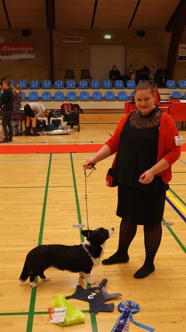 Welsh corgi cardigan Blondie's U 4 Ever  billede 44