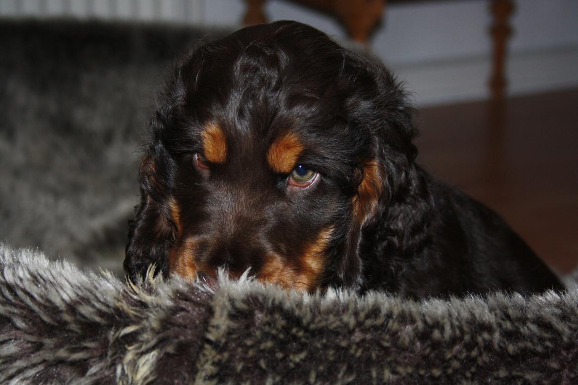 Cocker spaniel Bailey billede 19