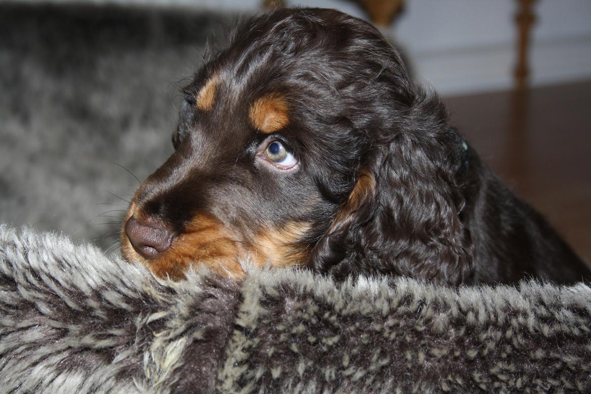 Cocker spaniel Bailey billede 17