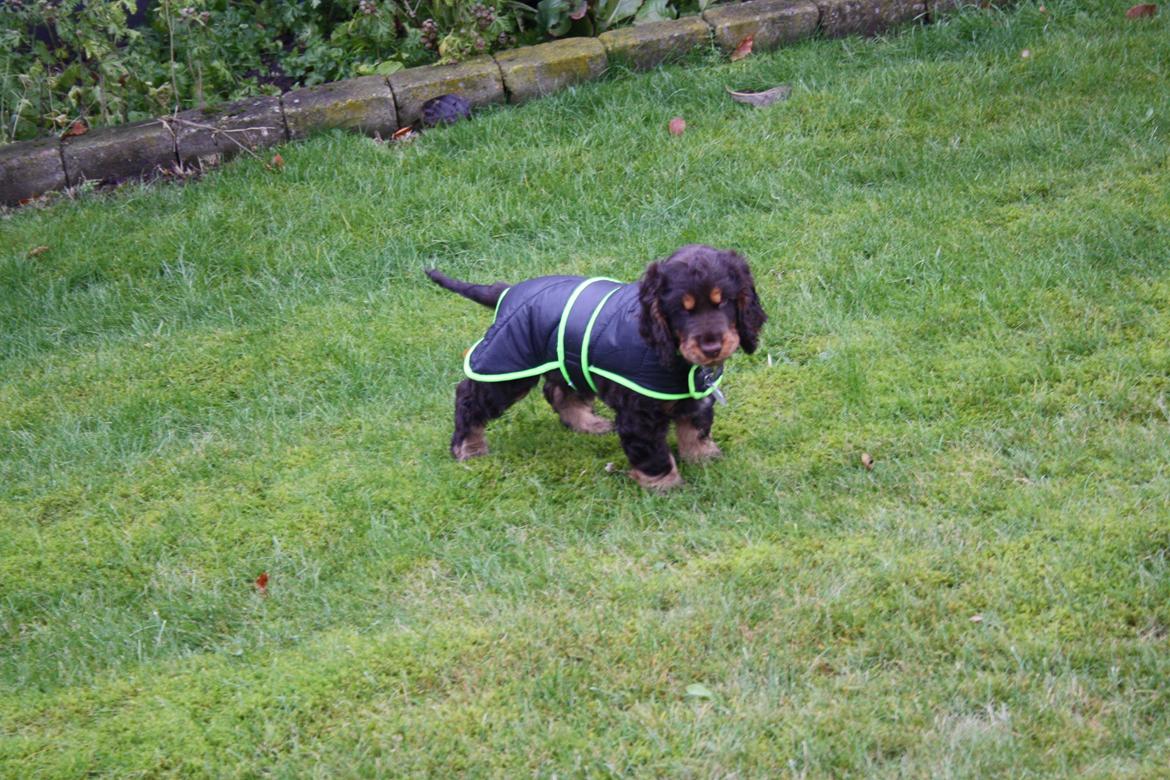 Cocker spaniel Bailey billede 24