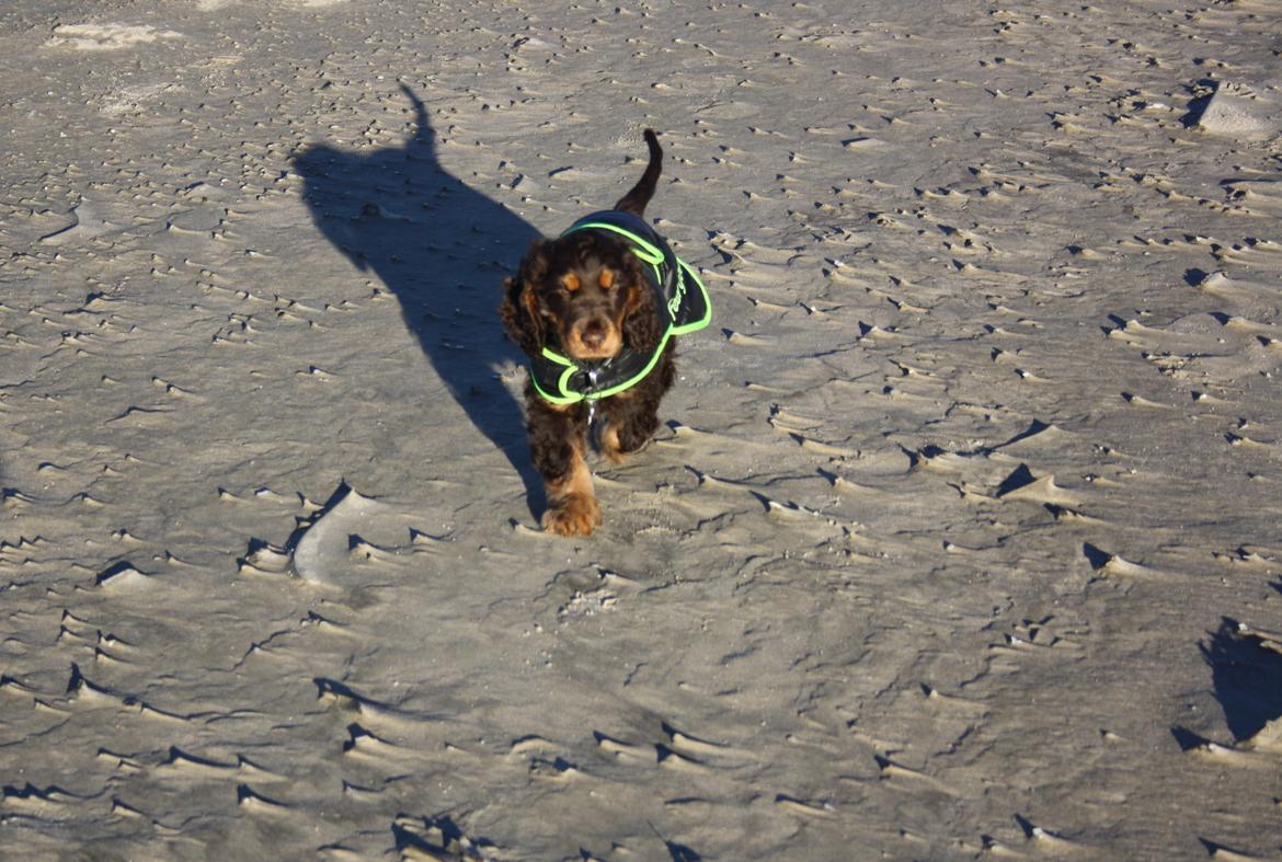 Cocker spaniel Bailey billede 26