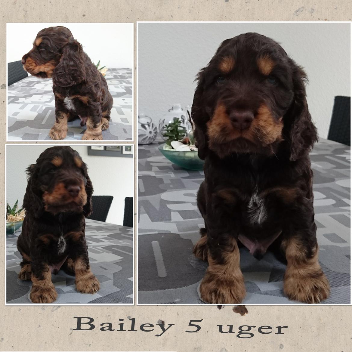 Cocker spaniel Bailey billede 36