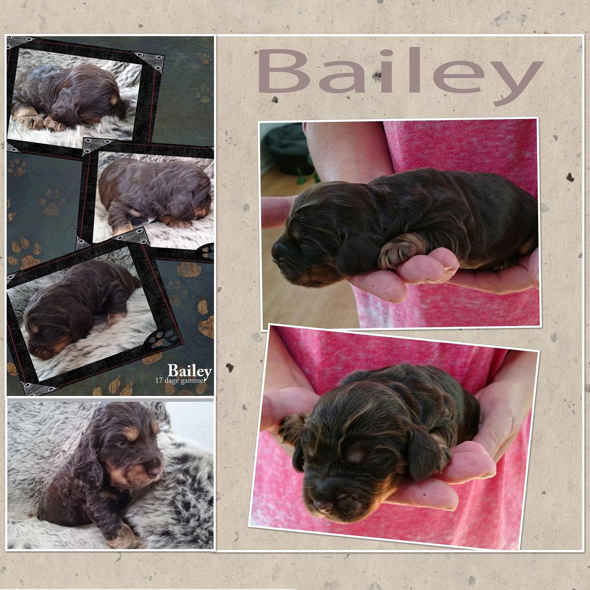 Cocker spaniel Bailey billede 37