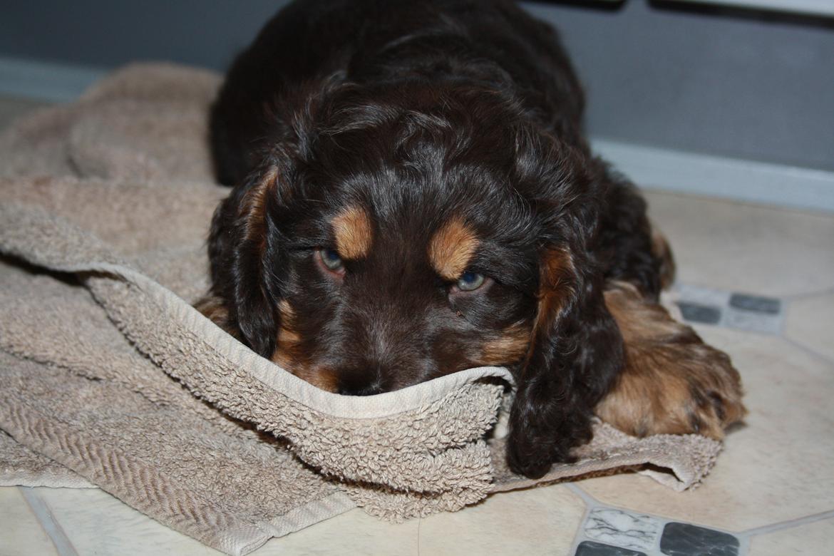 Cocker spaniel Bailey billede 27