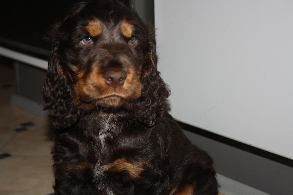 Cocker spaniel Bailey billede 28