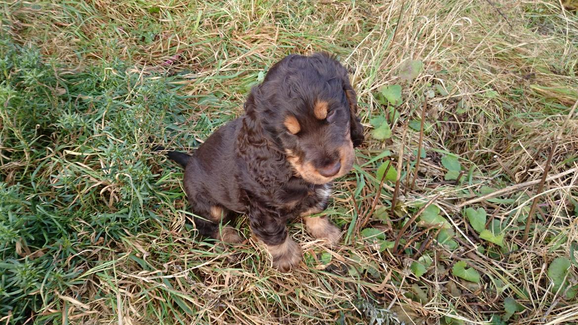 Cocker spaniel Bailey billede 32