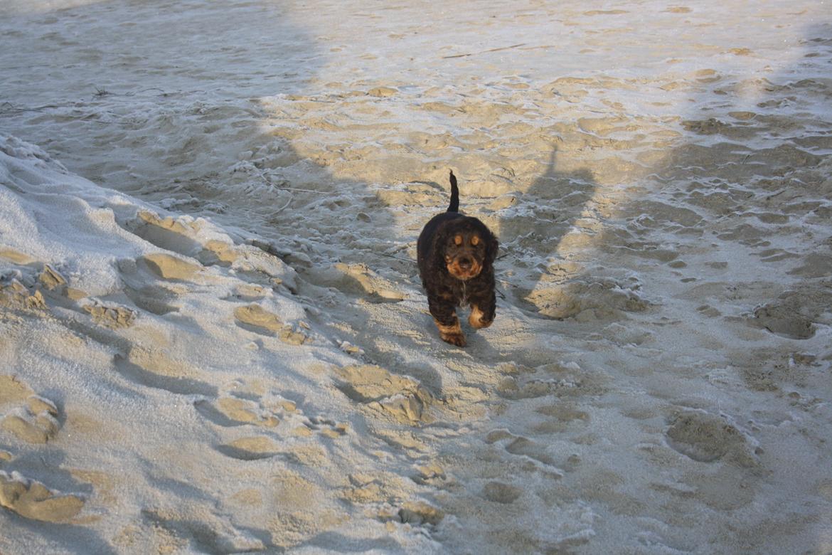 Cocker spaniel Bailey billede 33