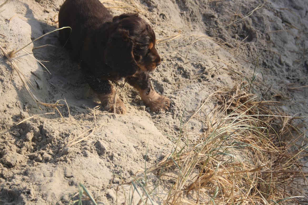 Cocker spaniel Bailey billede 35