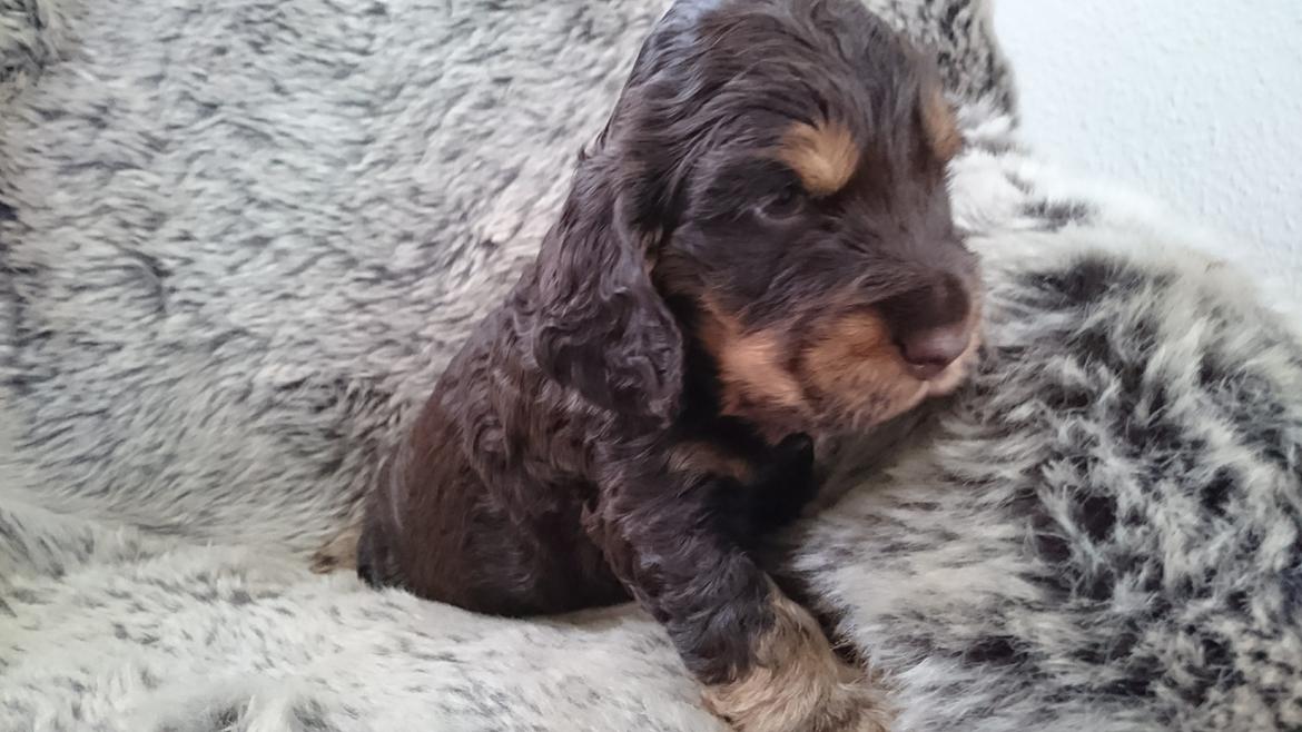 Cocker spaniel Bailey billede 38