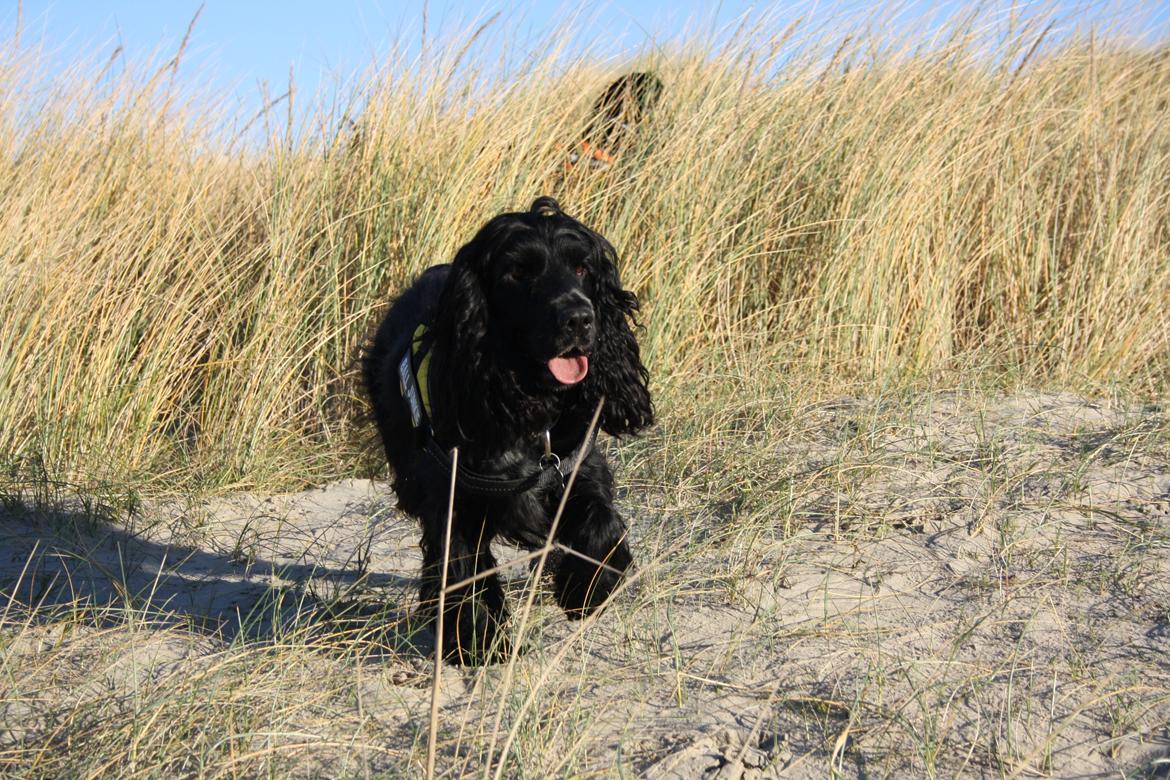 Cocker spaniel Pepsi billede 2