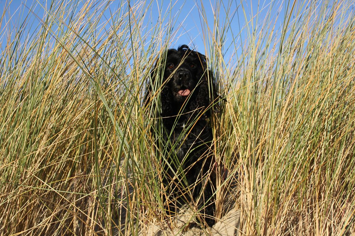 Cocker spaniel Pepsi billede 1