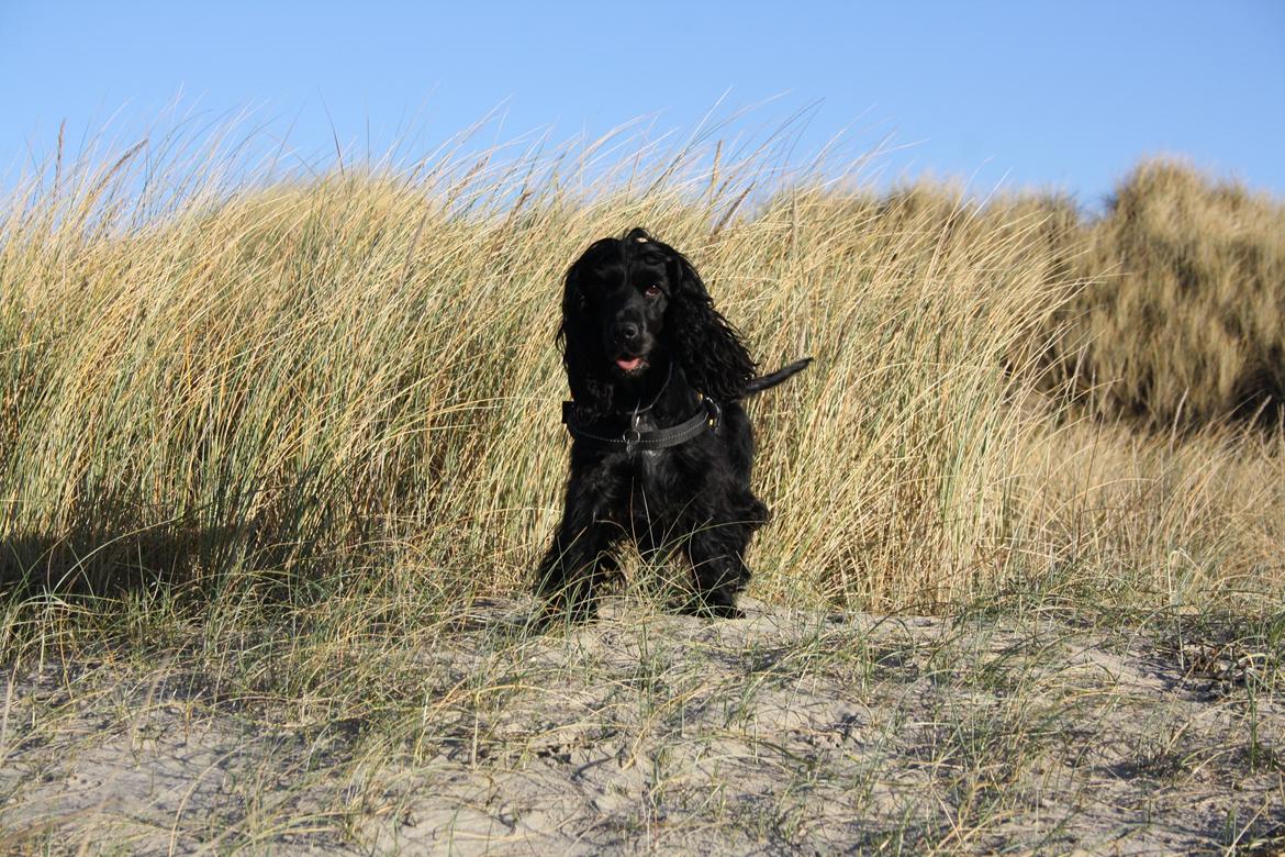 Cocker spaniel Pepsi billede 3
