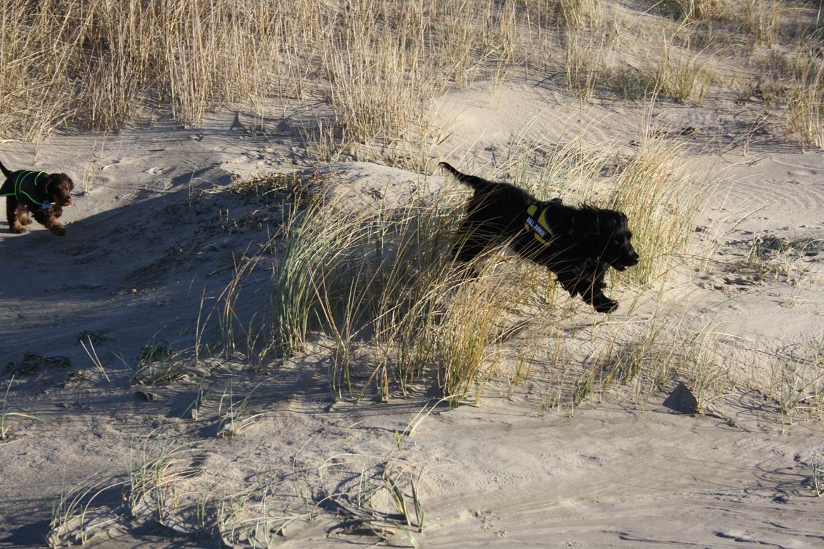 Cocker spaniel Pepsi billede 6