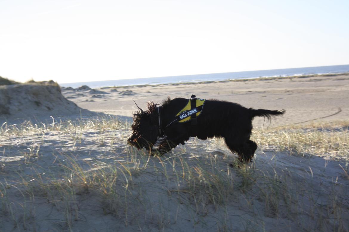 Cocker spaniel Pepsi billede 8