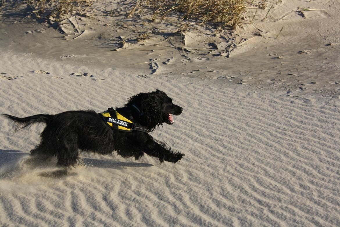 Cocker spaniel Pepsi billede 9