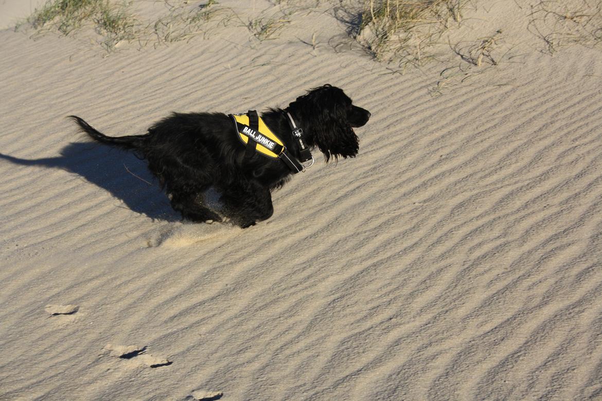 Cocker spaniel Pepsi billede 7