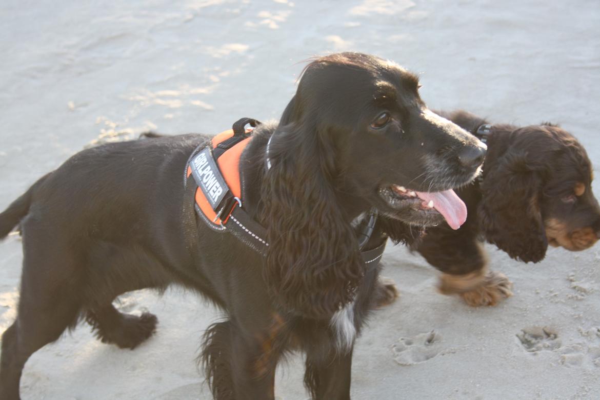 Cocker spaniel Molly billede 7