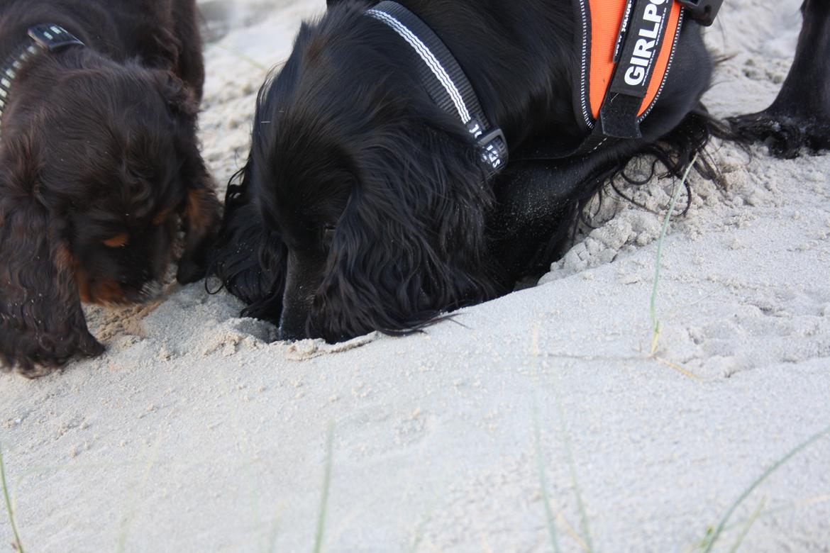 Cocker spaniel Molly billede 9