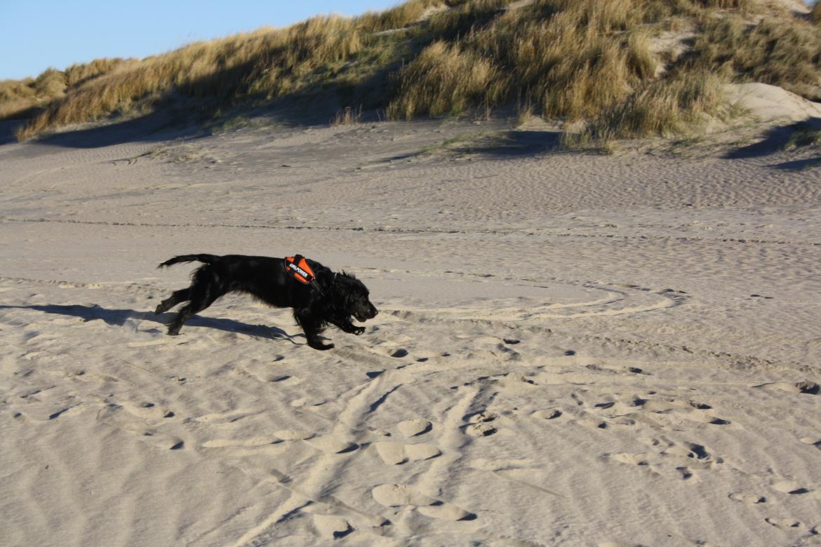 Cocker spaniel Molly billede 13