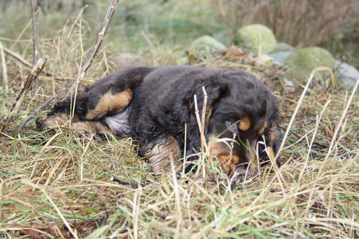 Cocker spaniel Bailey billede 20