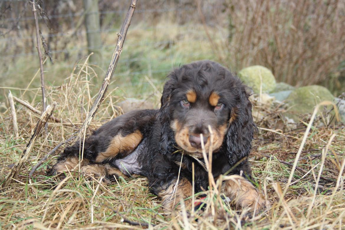 Cocker spaniel Bailey billede 21