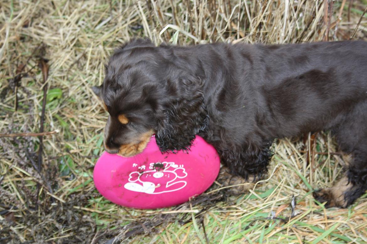 Cocker spaniel Bailey billede 23