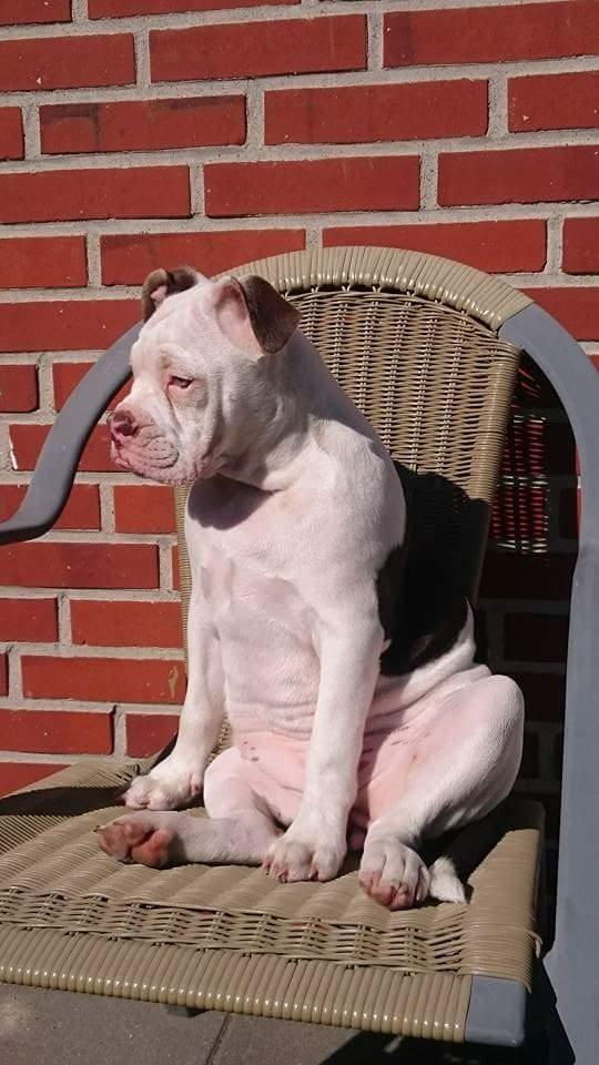 Olde english bulldogge Bella billede 14