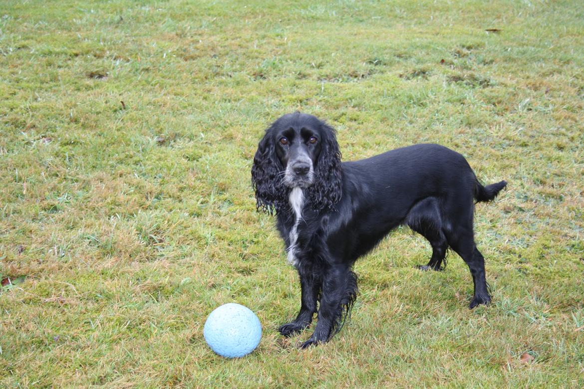 Cocker spaniel Molly billede 18