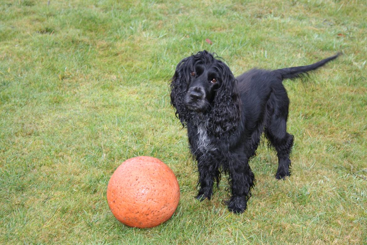 Cocker spaniel Pepsi billede 5
