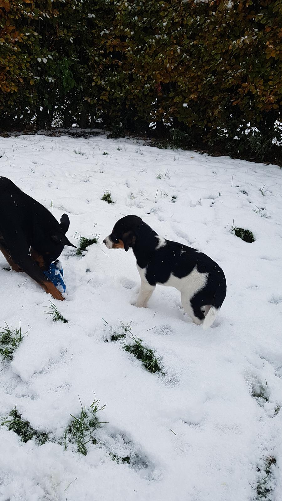 Dansk svensk gaardhund Bob  billede 37