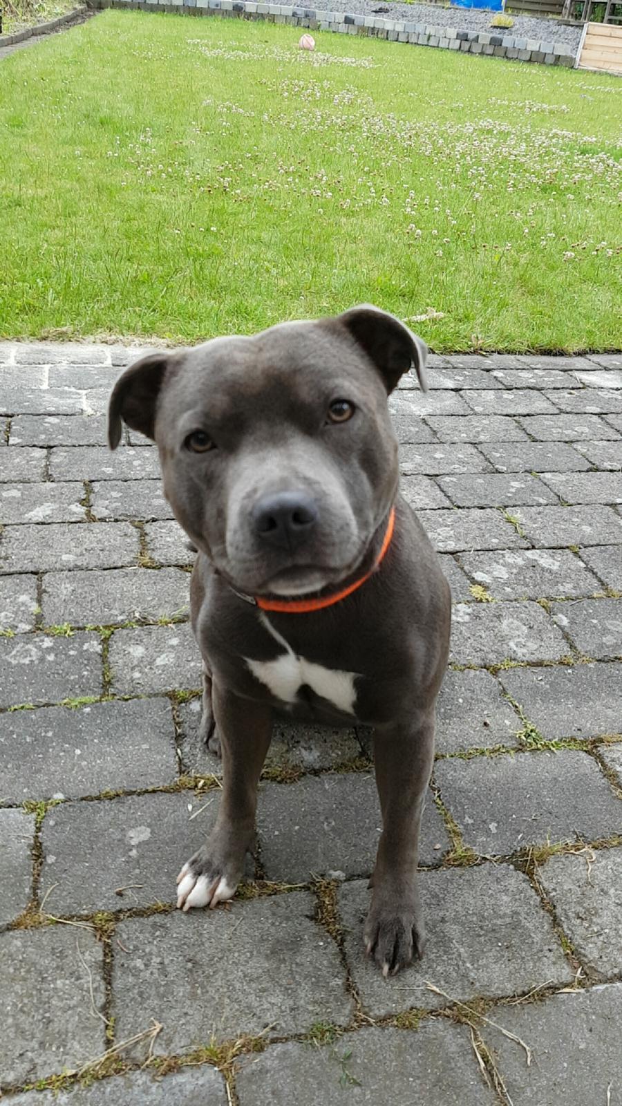 Staffordshire bull terrier Max  billede 5
