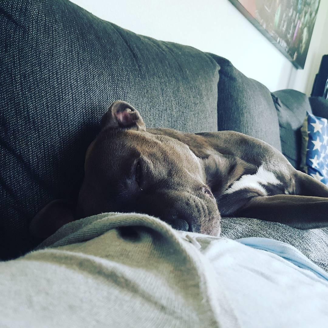 Staffordshire bull terrier Max  billede 6