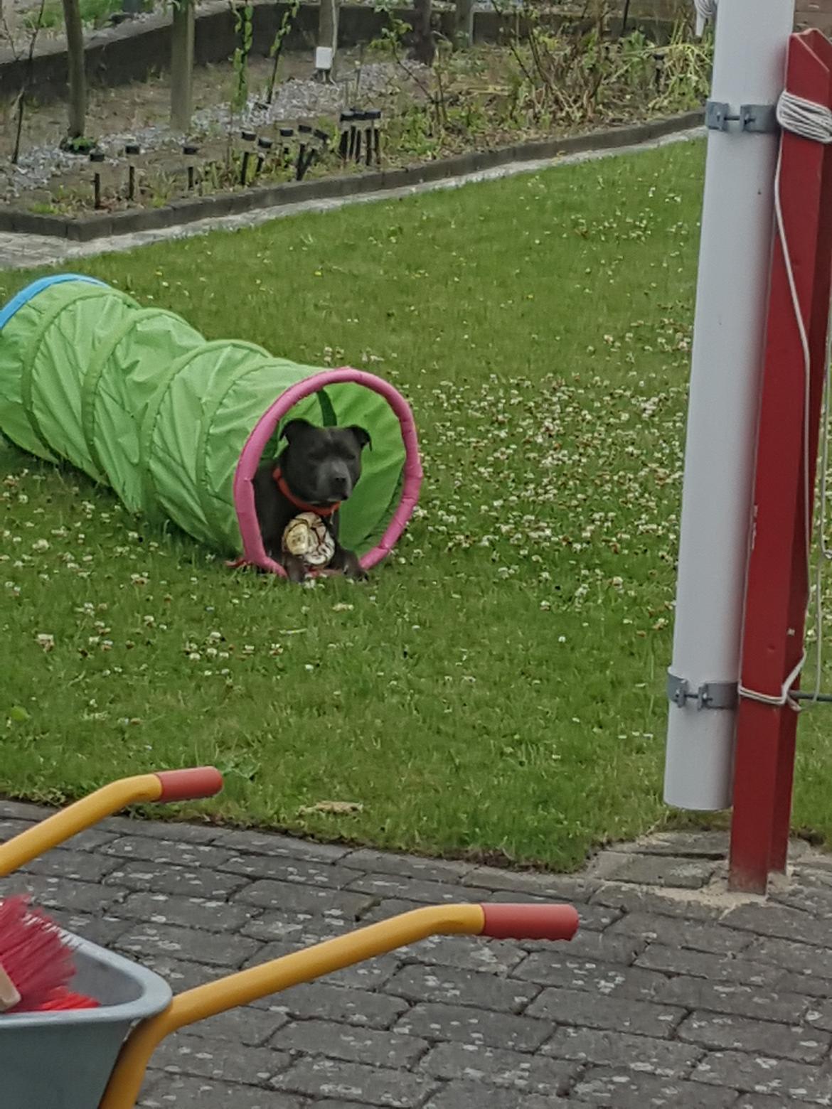 Staffordshire bull terrier Max  billede 7