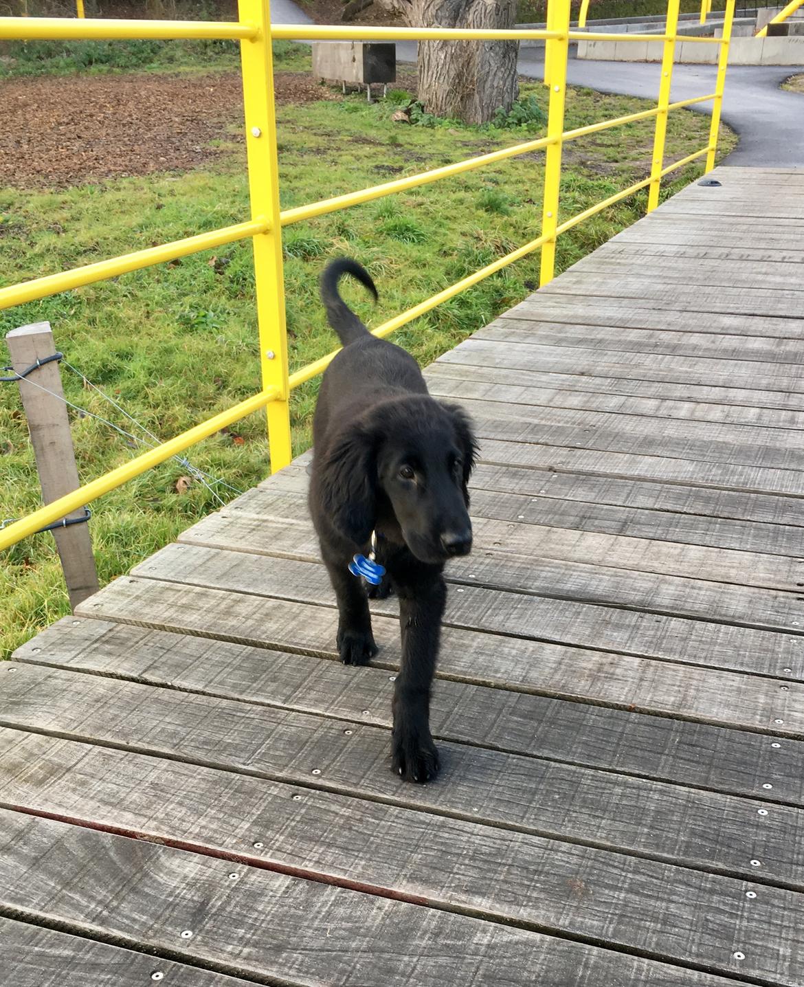 Flat coated retriever Pepsi - Så fin en hvalp der er med på tur. billede 2