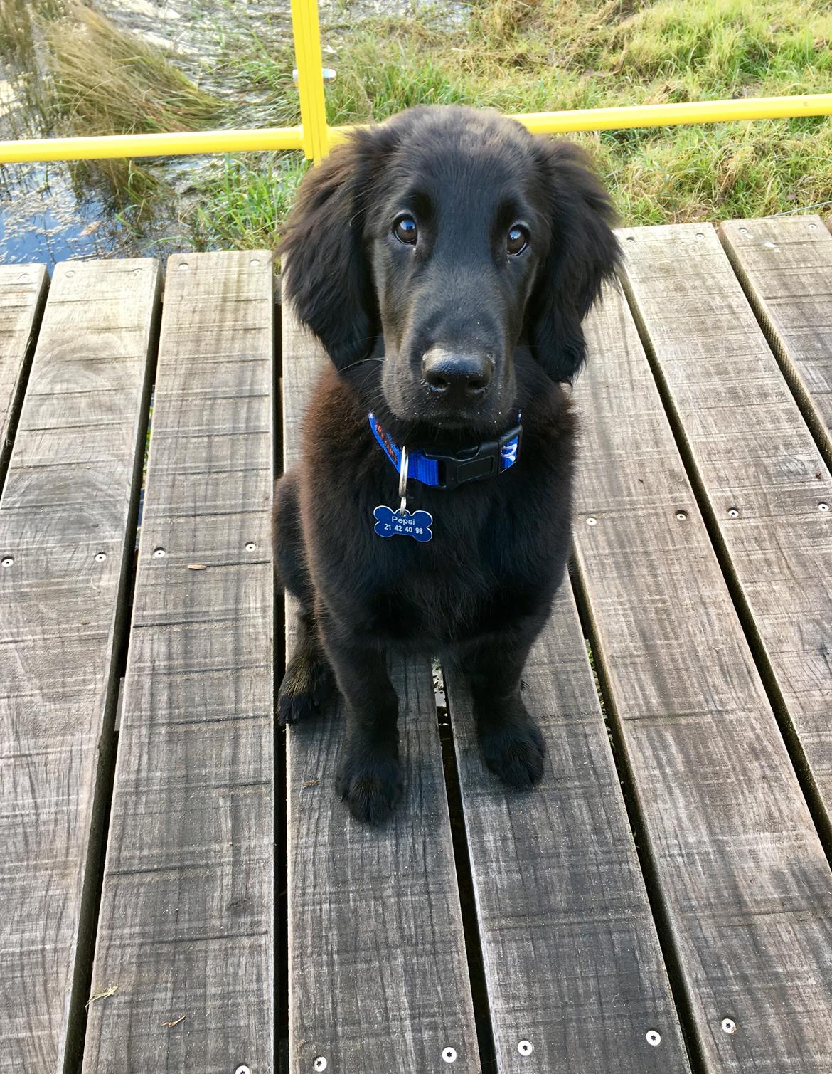 Flat coated retriever Pepsi - Pepsi (Prunus er kennel navnet) på 14 uger billede 1