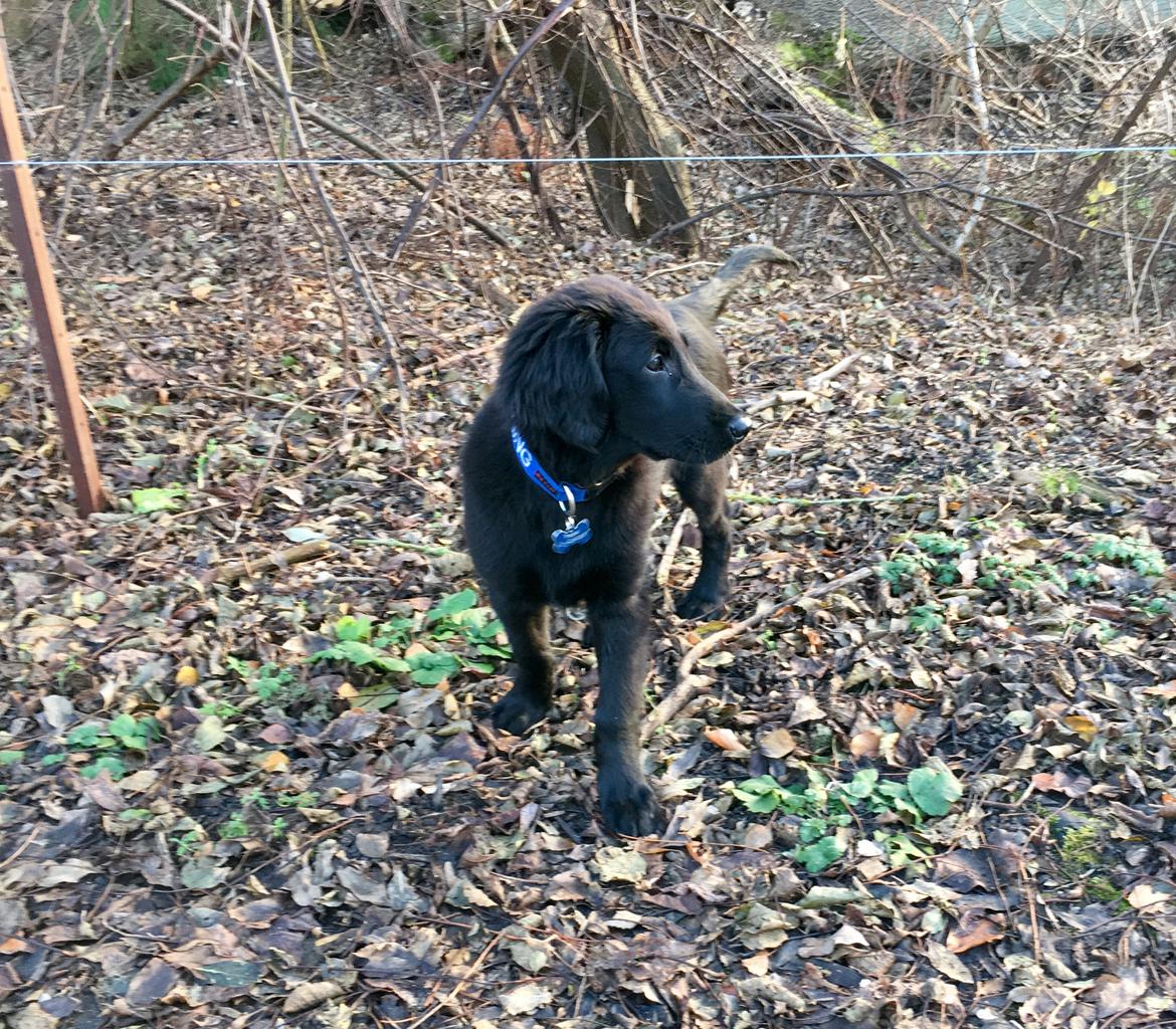 Flat coated retriever Pepsi billede 4