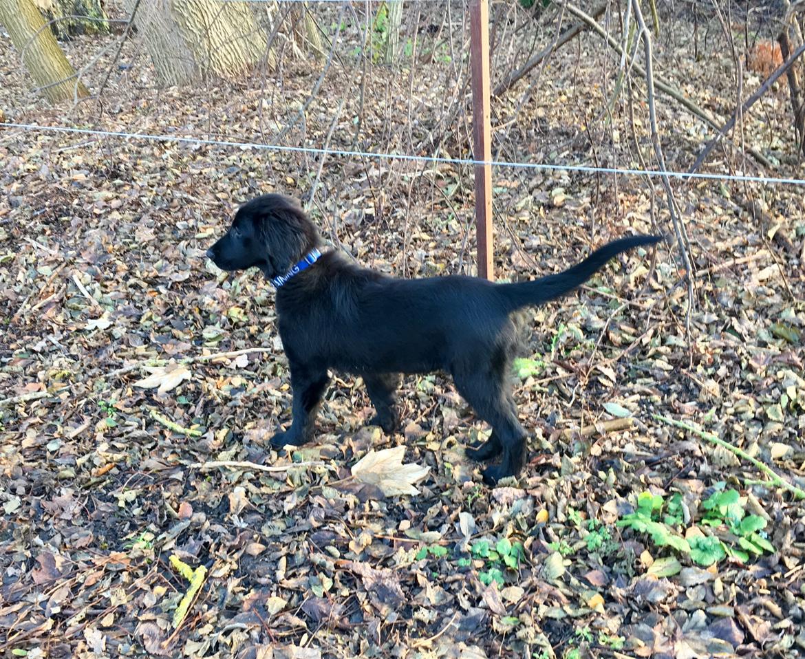 Flat coated retriever Pepsi - Underligt knæk Pepsi har på halen ;-) billede 5