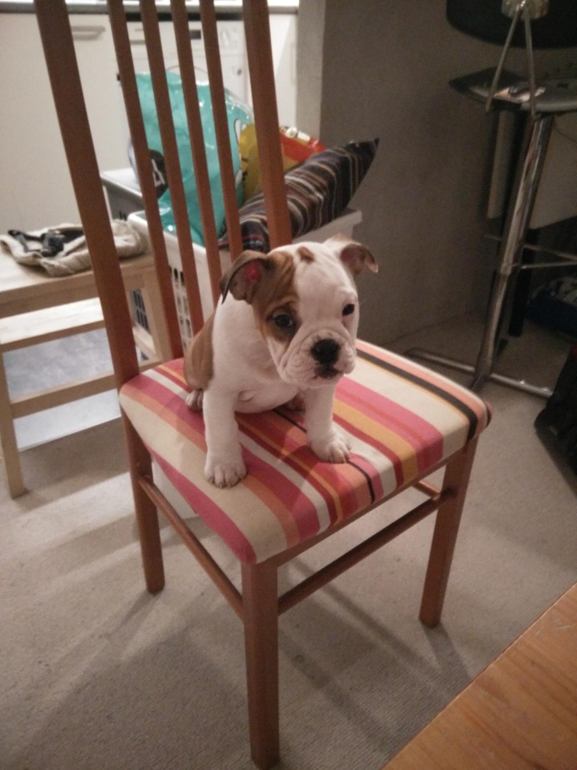 Engelsk bulldog Molosshuset Venus aka. Hera billede 9