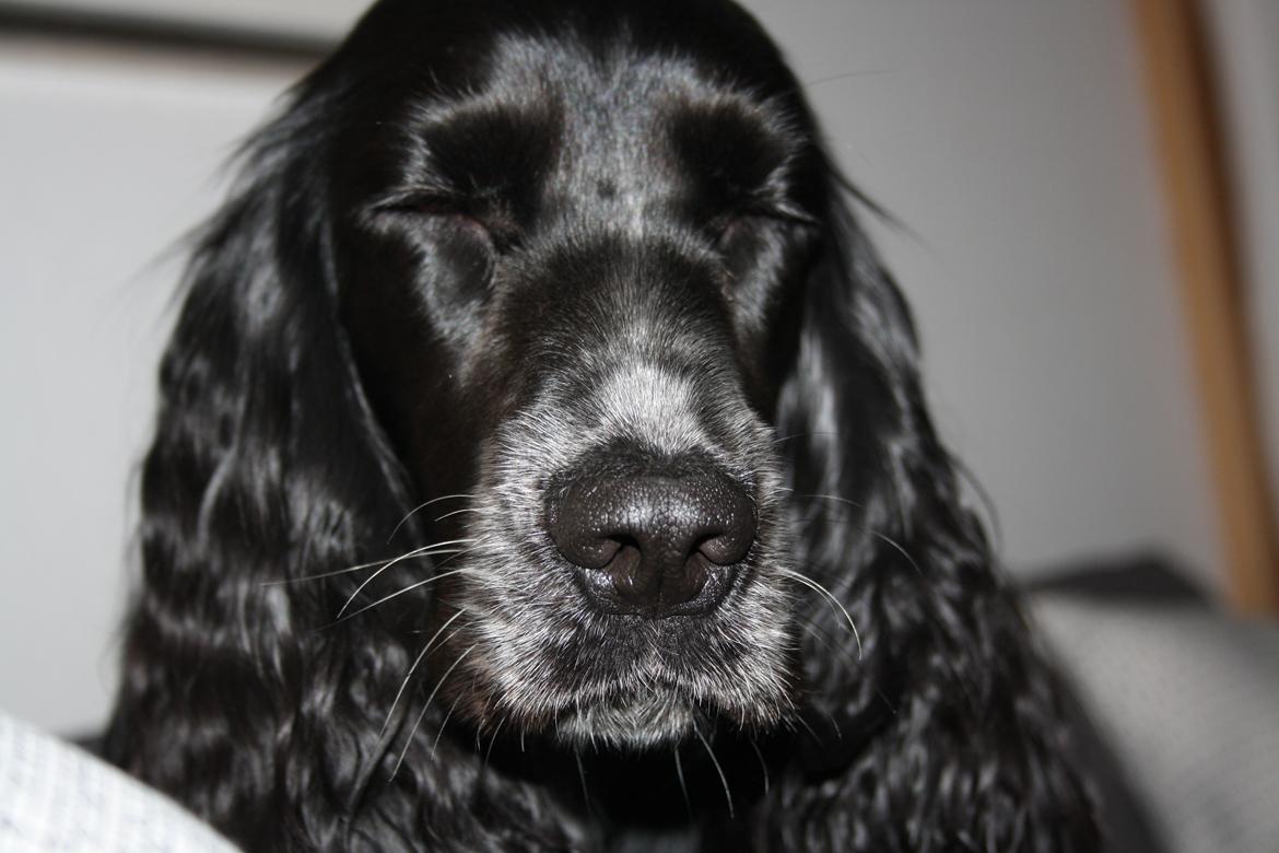 Cocker spaniel Molly billede 5