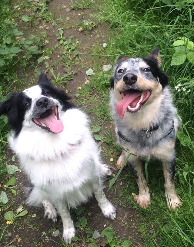 Australsk cattledog Turbo billede 7