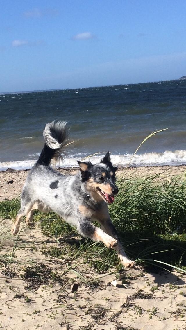 Australsk cattledog Turbo billede 8