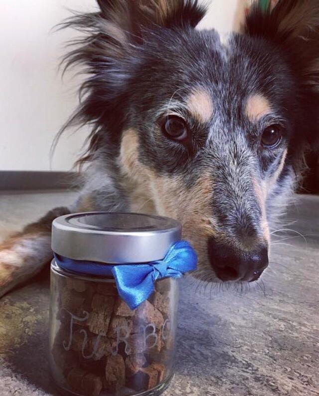 Australsk cattledog Turbo billede 9