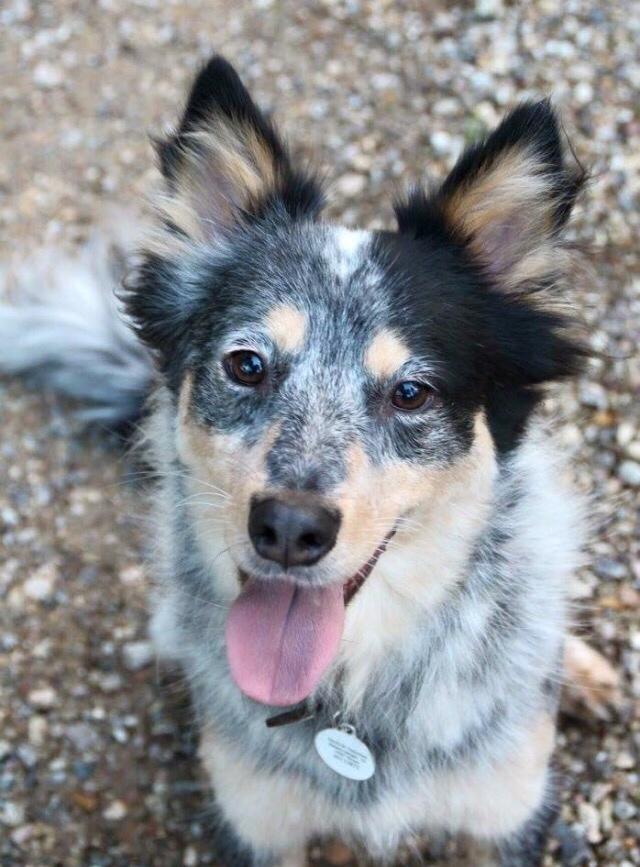 Australsk cattledog Turbo billede 10